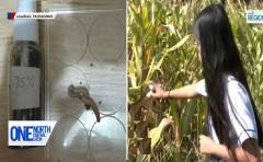 HS student, nakagawa ng pesticide mula sa dahon ng neem tree at bao at bunot ng niyog
