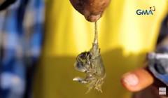 Bulilit na 'kusimay' na mukhang crabs, alamin kung ligtas kayang papakin