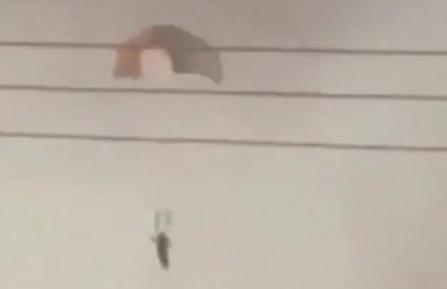 A person parachutes in Al Jahra, Kuwait, in this still image obtained from social media video released on March 2, 2026. Social Media/ via REUTERS