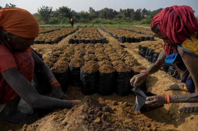 Women fill a soil mixture into grow bags at a nursery set up to grow saplings that will later be planted in closed mine quarries as part of abandoned?mine land reclamation at the Bishrampur open?cast mining area in Surajpur, India, November 15, 2025. REUTERS/ Avijit Ghosh