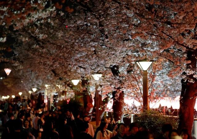 Visitors crowd a street lined with blooming cherry blossom trees in Tokyo, Japan, March 30, 2026. REUTERS/ Kim Kyung-Hoon
