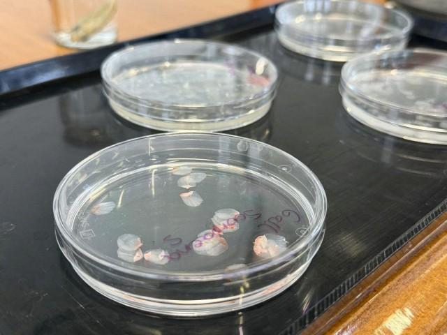 Fish scales used by University of Granada researchers to develop artificial corneas, in Granada, Spain, March 9, 2026. Universidad de Granada/Handout via REUTERS 