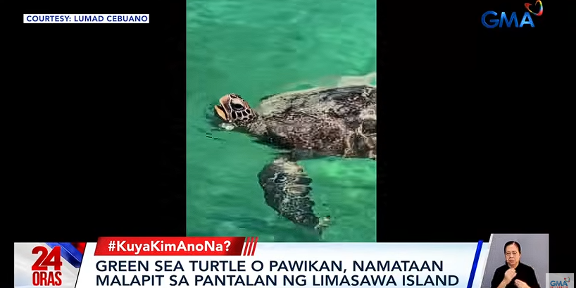 Green sea turtle spotted near Limasawa Island port