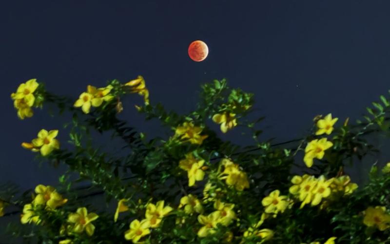 A view of the lunar eclipse from an artist's backyard in Cebu City ...