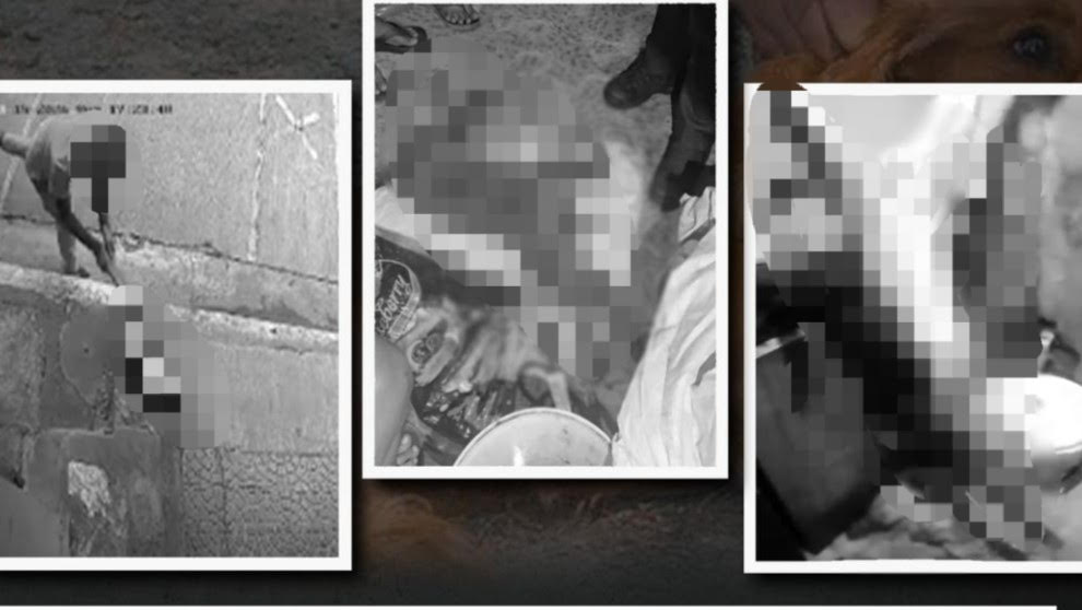 NCRPO: 4 nabbed for animal cruelty in QC, Navotas