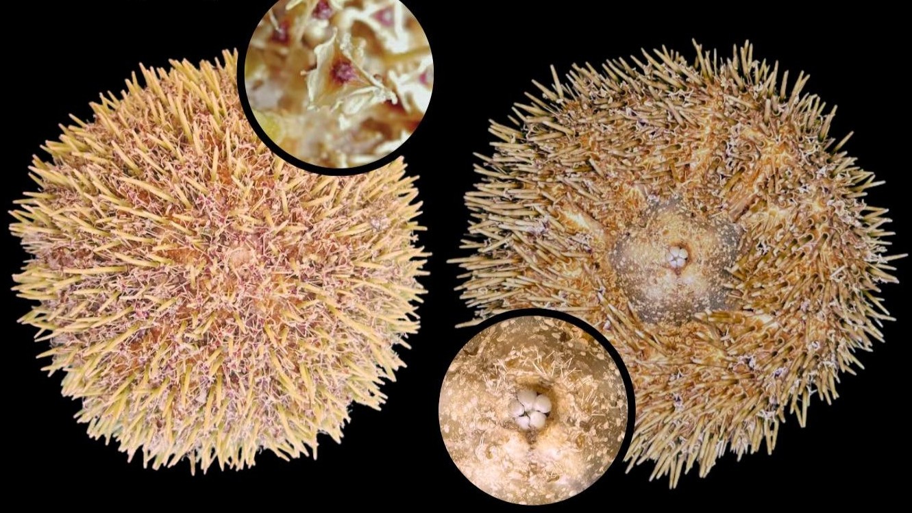 National Museum warns public vs toxic flower urchins on beaches