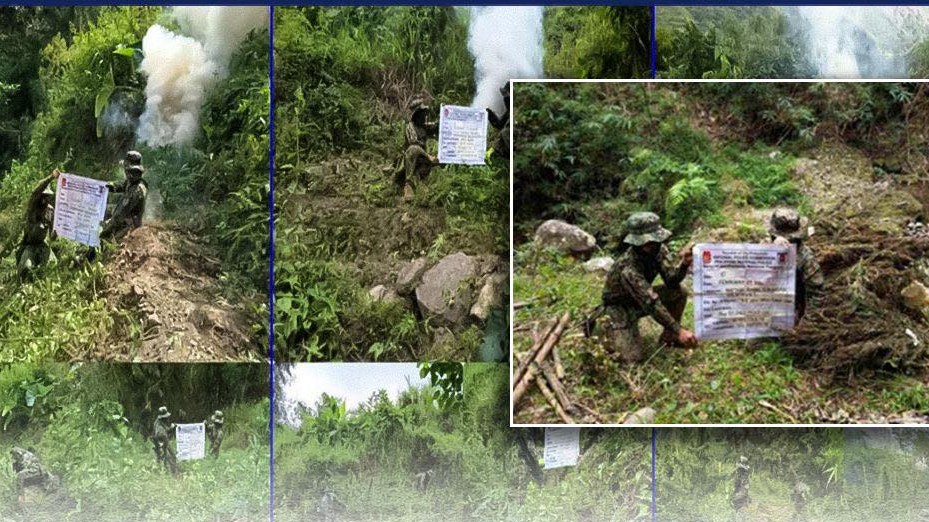 P29.41M in marijuana destroyed in 4 Northern Luzon provinces – PNP 