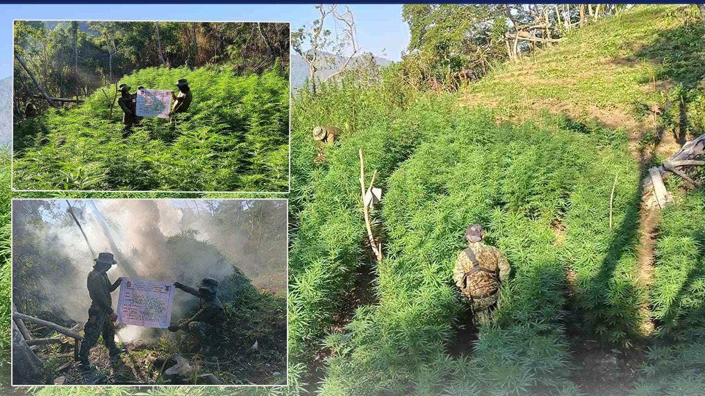 PNP: P69M in marijuana destroyed in 24 operations in Benguet