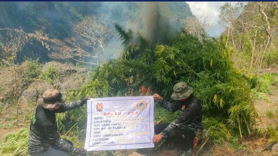 PNP: P16M worth of marijuana destroyed in Ilocos Sur