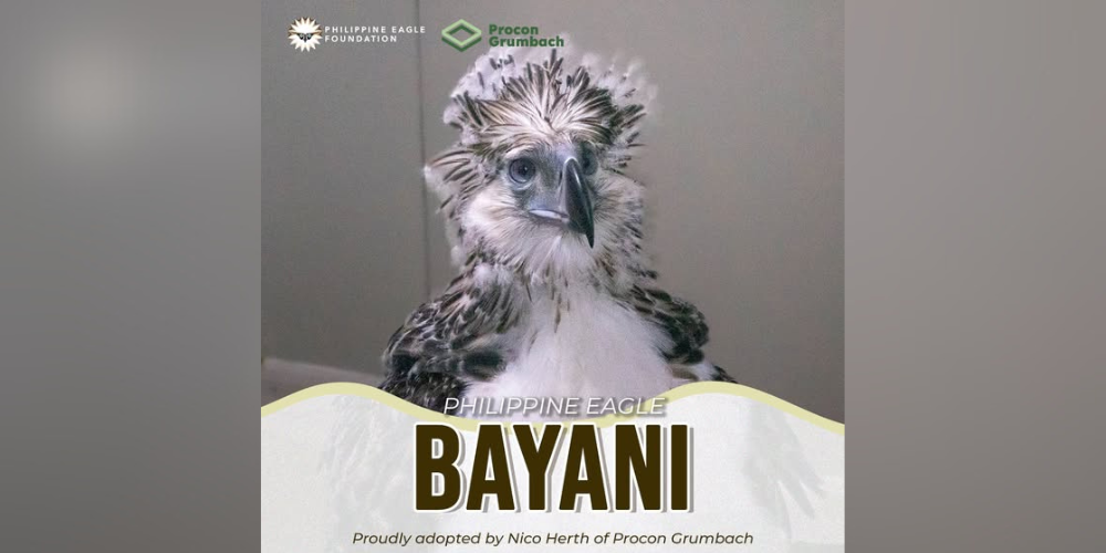 Philippine Eagle Foundation introduces new eagle chick Bayani