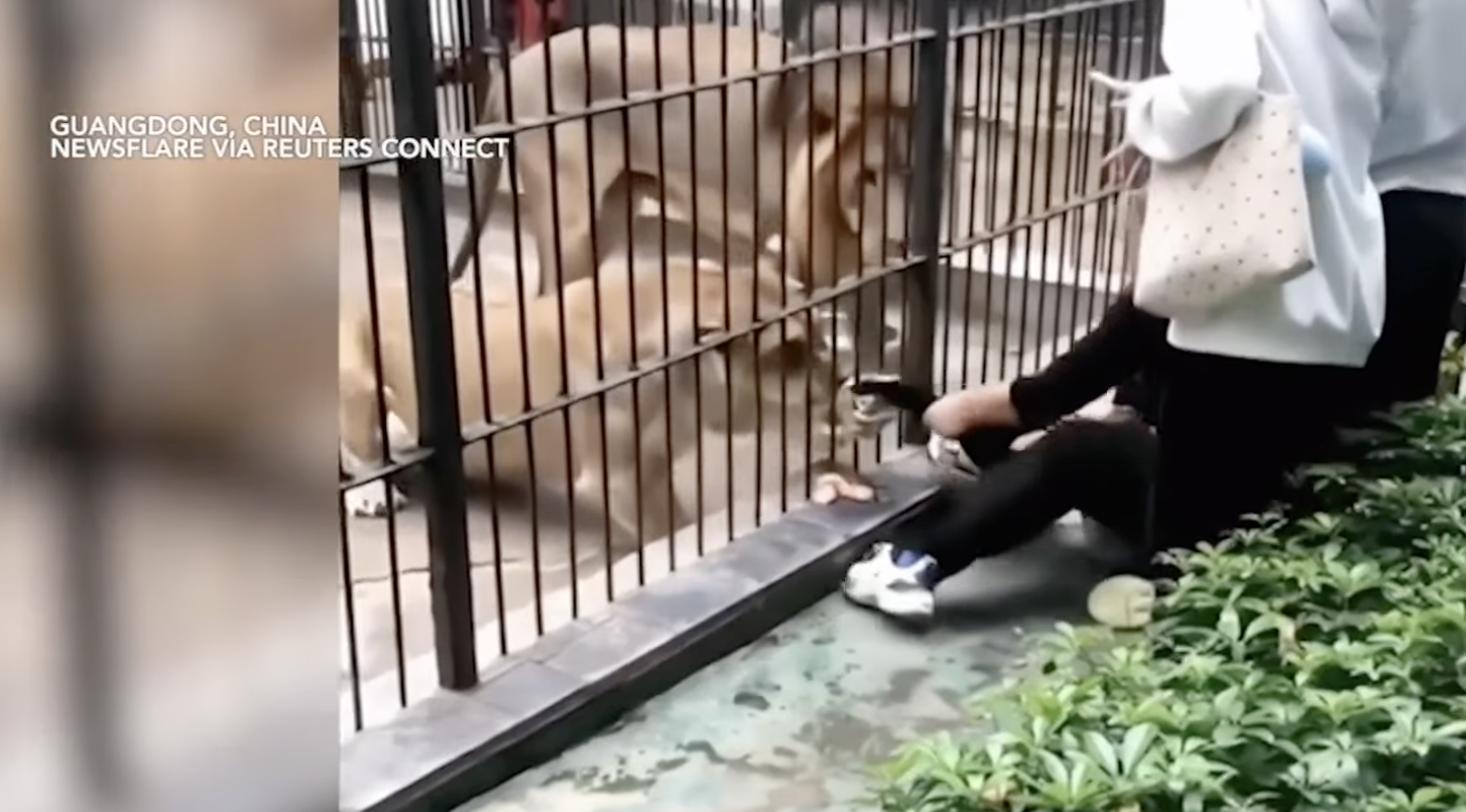 10-anyos na babae, sugatan nang hablutin ng leon sa zoo sa China
