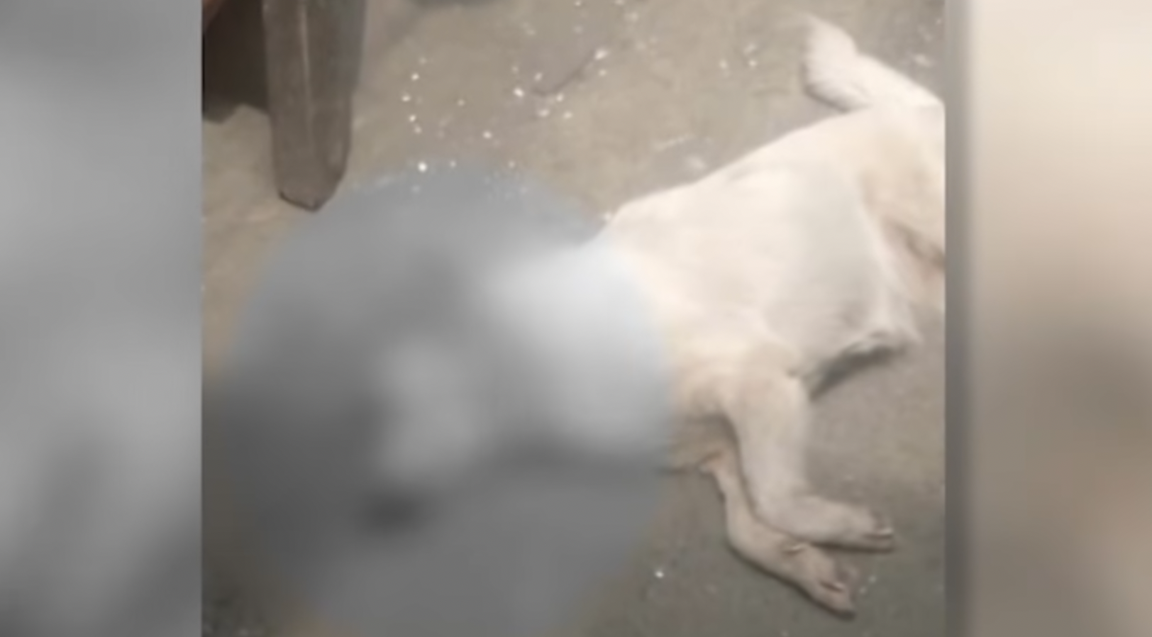 Butcher hits 2 dogs with baseball bat in Tondo, kills one of them