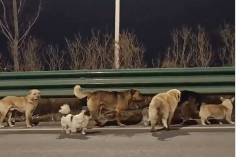 7 stolen dogs in China go viral after walking home for 17 km as a pack