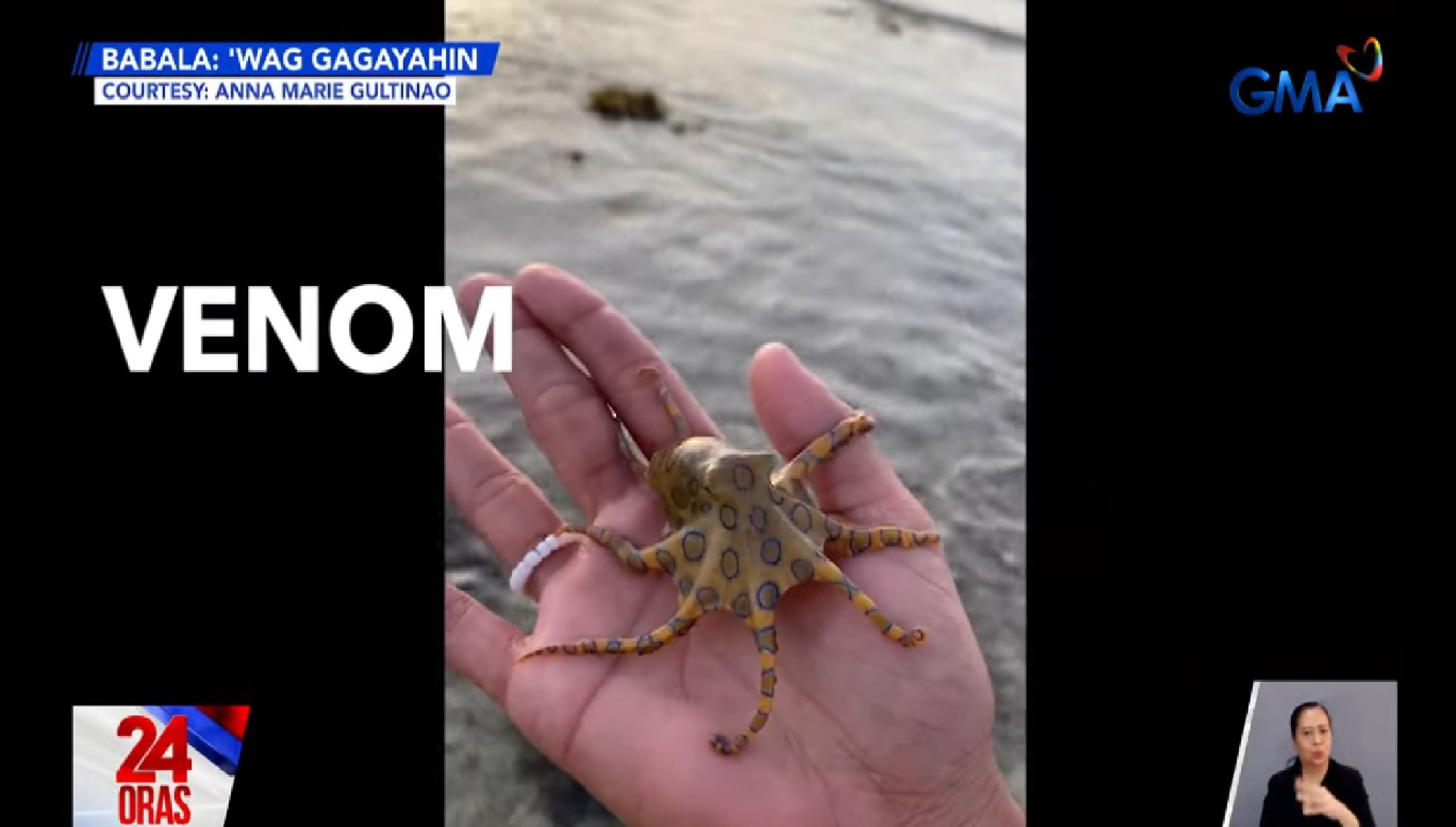 Makamandag na pugita o octopus, hinawakan ng isang babae sa Bohol