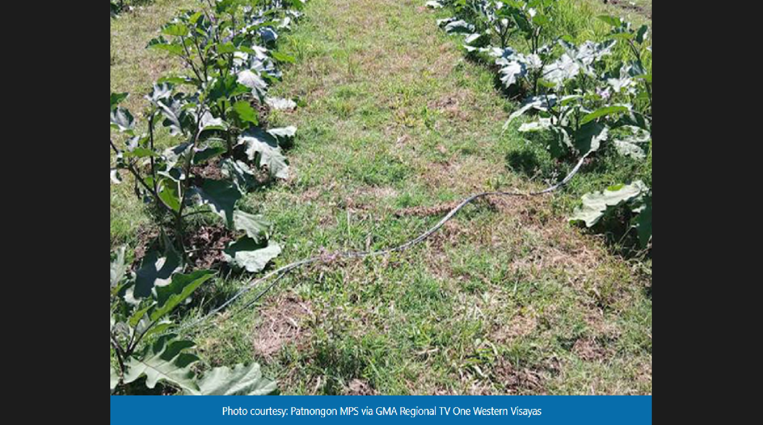 Anak, patay nang makuryente sa kanilang taniman; ina na sasaklolo, nasawi rin