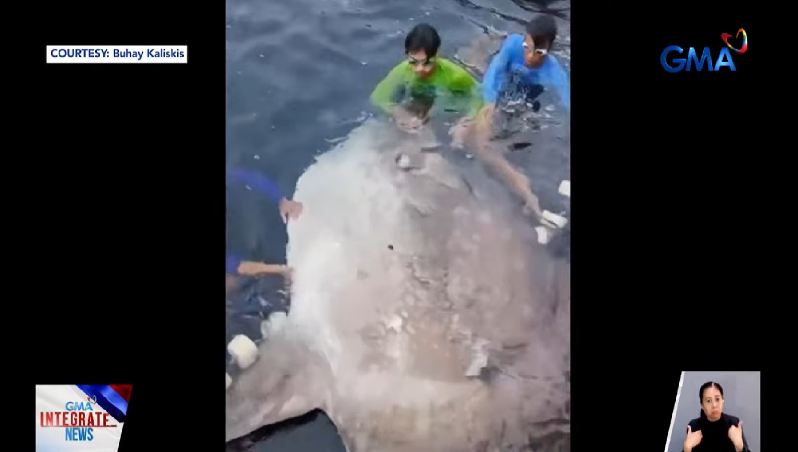 Nalambat na dambuhang Mola-mola o Sunfish sa Marinduque, may dala nga bang babala? 