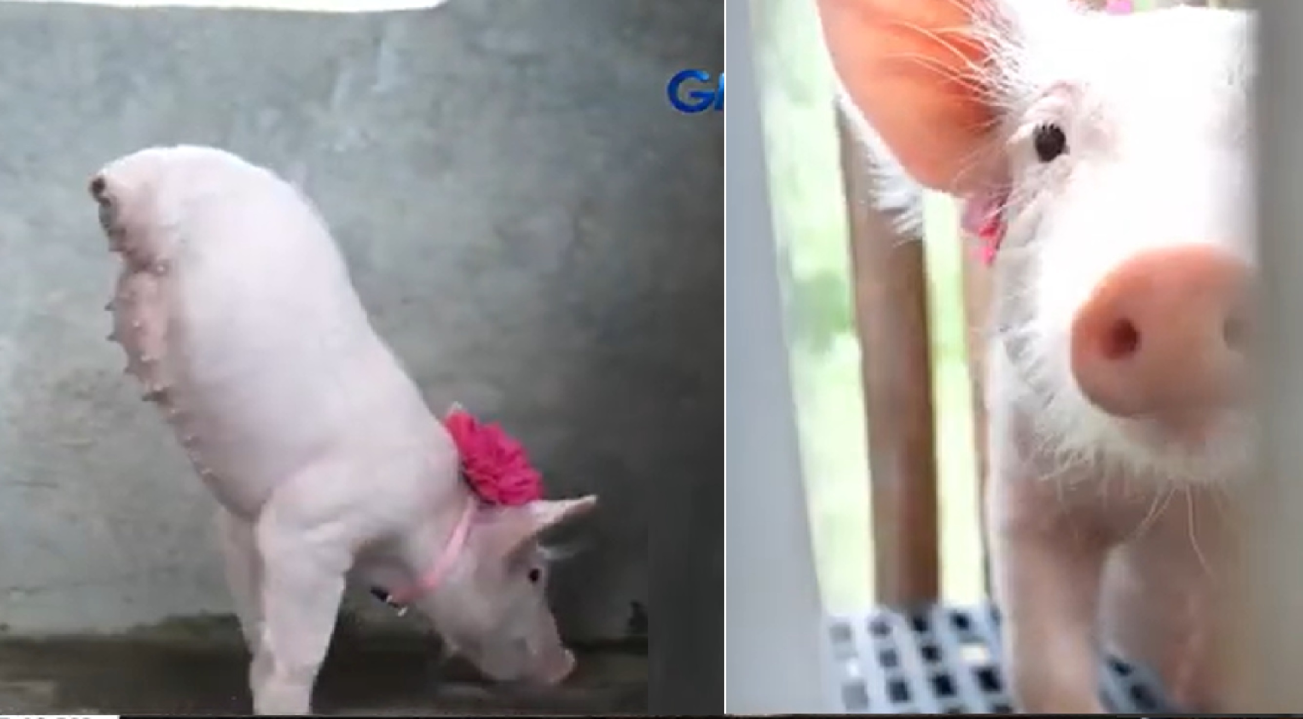 Biik na isinilang sa Batangas, 2 lang ang paa at 2 rin ang ari