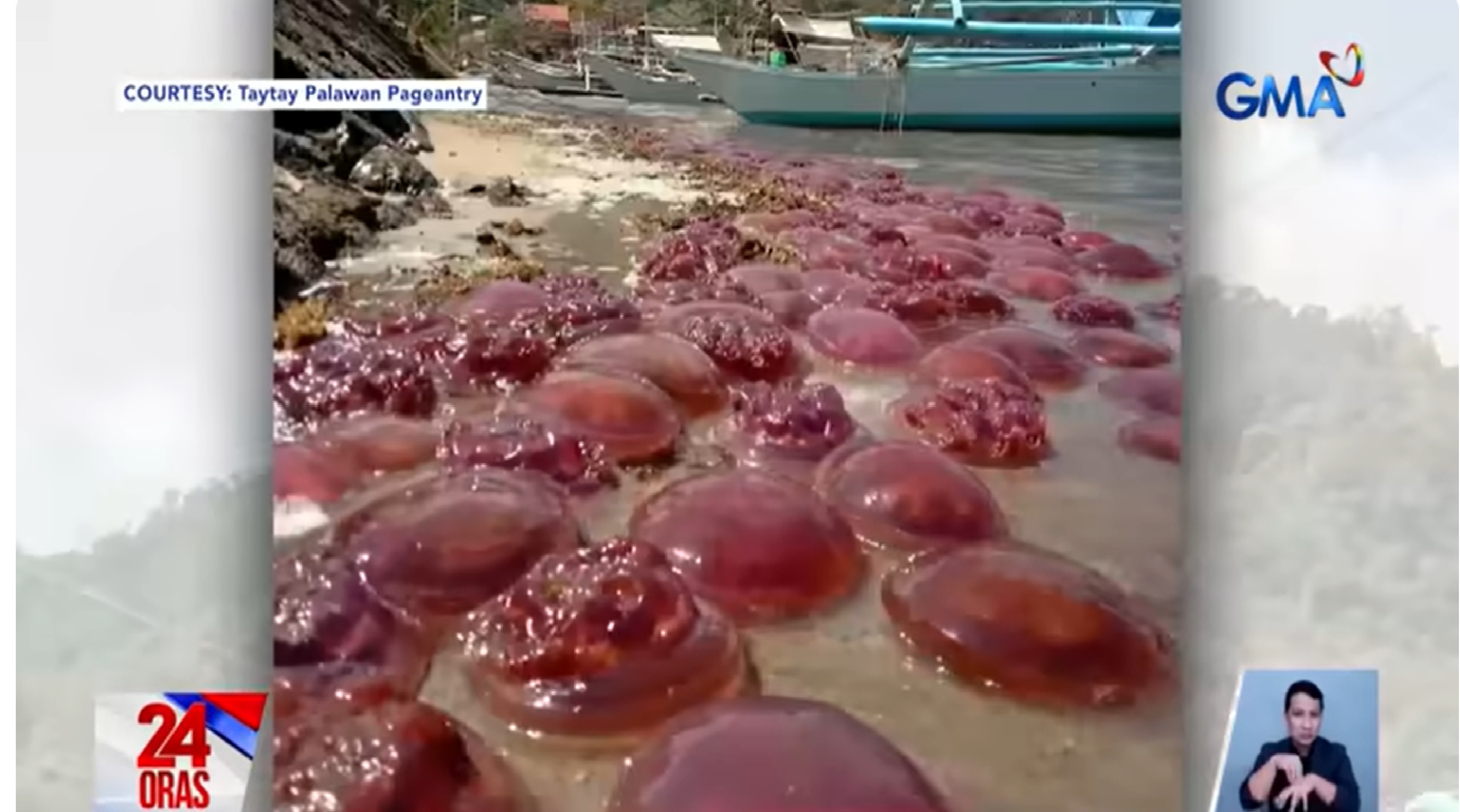Singlaki ng plato na kulay pink na dikya o jellyfish, bumulaga sa baybayin ng Taytay, Palawan