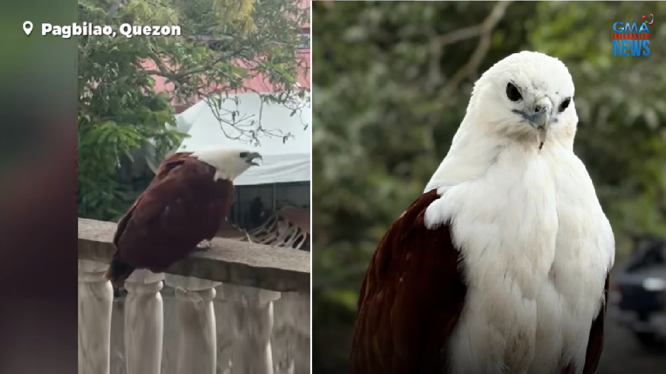 Lawin na sugatan na kinupkop at ginamot ng mga taga-kumbento, ‘di umalis kahit magaling na at pinakawalan