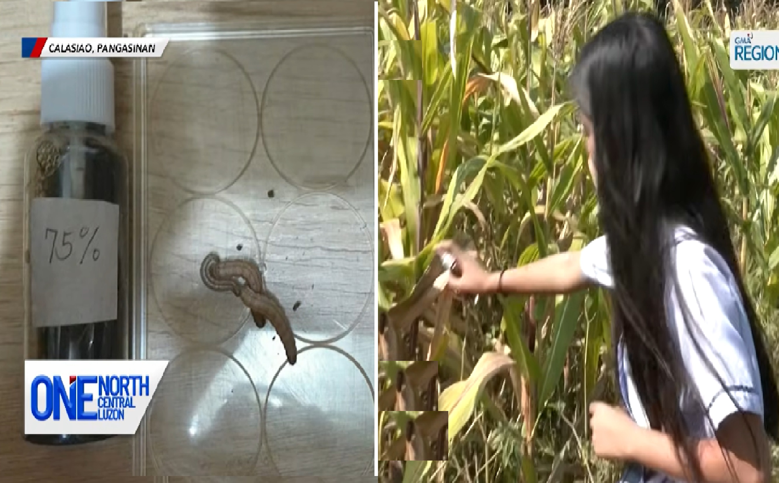 HS student, nakagawa ng pesticide mula sa dahon ng neem tree at bao at bunot ng niyog