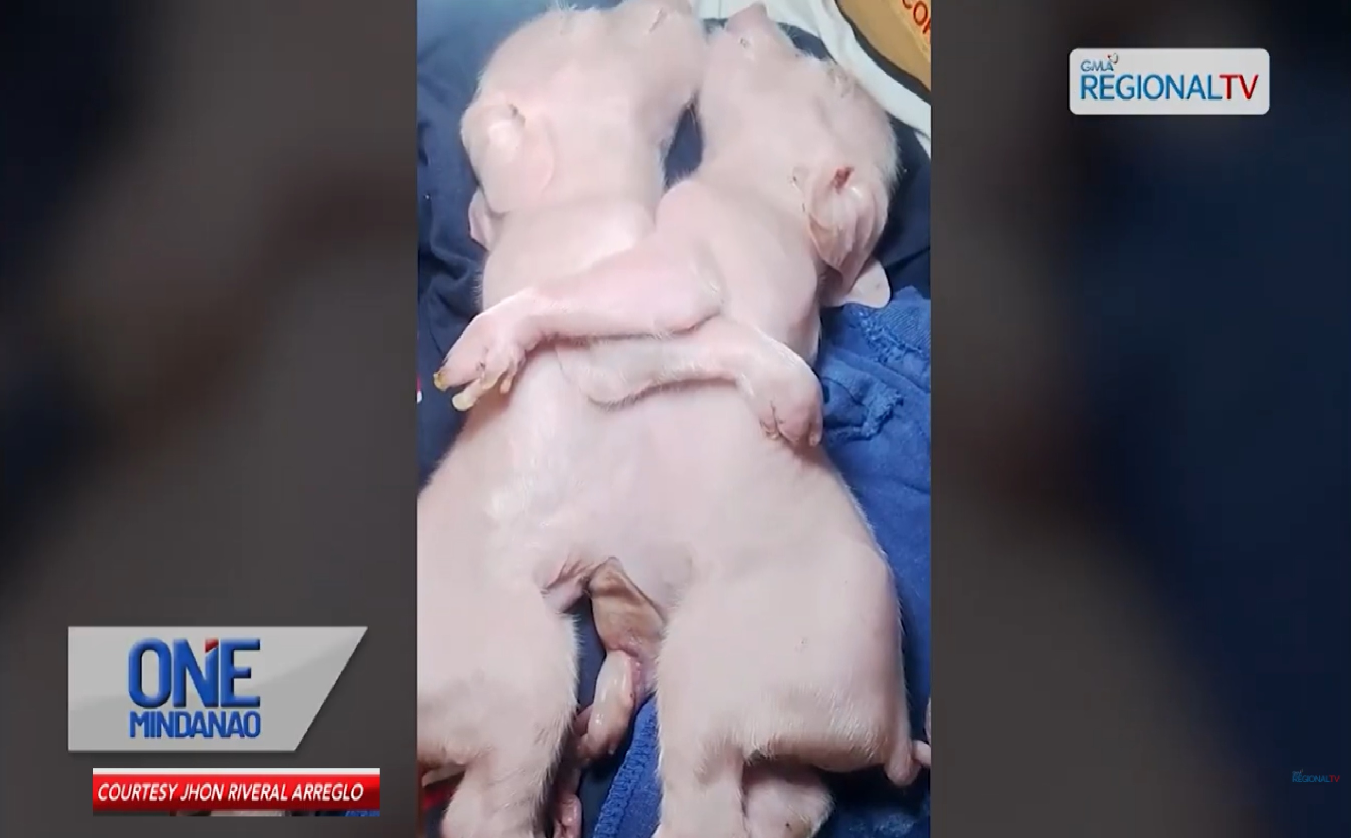 Biik na magkadikit ang mga katawan, isinilang sa GenSan