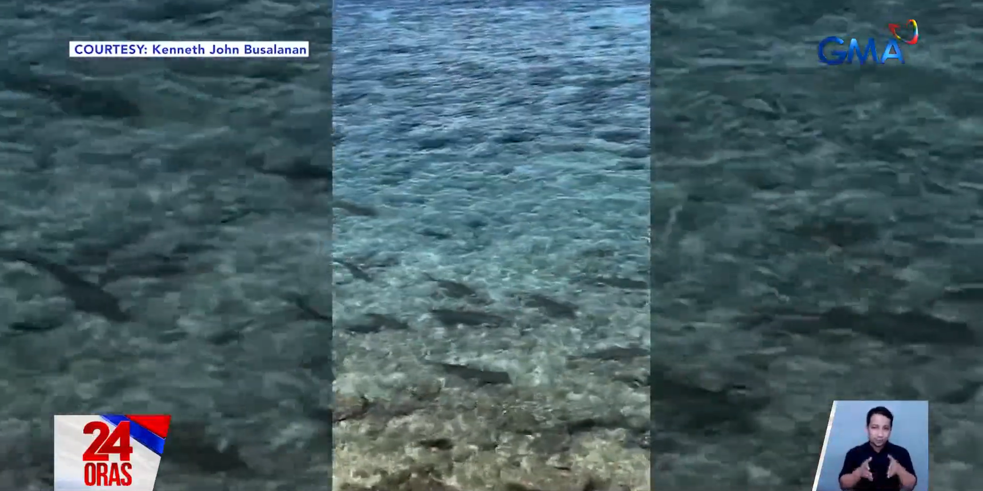 Blacktip reef sharks spotted in shallow waters of Samboan, Cebu