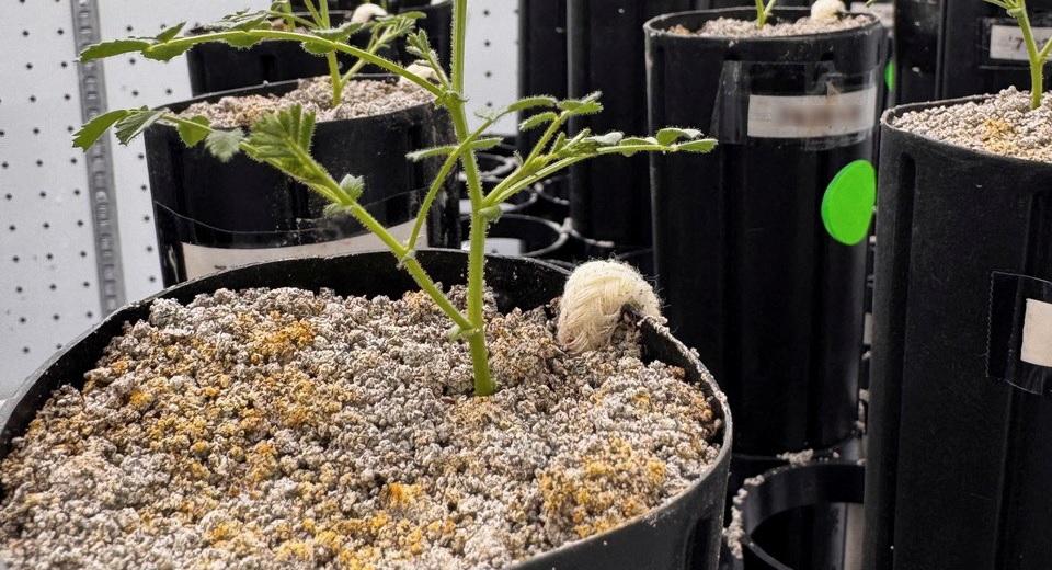 Scientists Successfully Grow Chickpeas in Simulated Lunar Soil