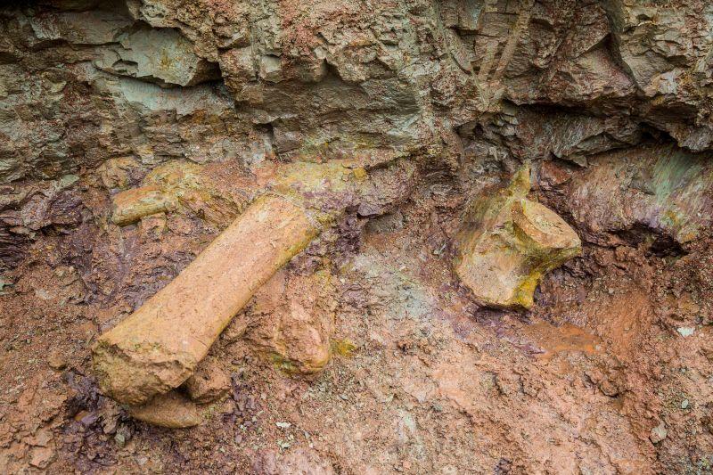 Dinosaur fossils in Brazil reveal new giant species
