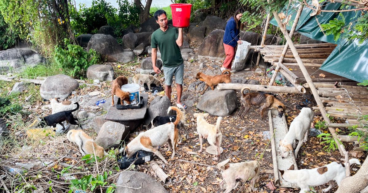 25 abandoned dogs, 1 cat rescued from islands in Rizal