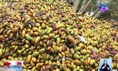 Tone-toneladang mangga na hindi maibiyahe, nabulok kaya itinapon na lang