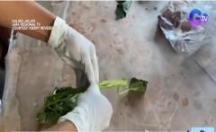 Pangsigang na kangkong na may ‘palaman’ na hinihinalang shabu, tinangkang ipuslit sa kulungan