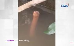 Misteryosong hayop sa tubig, lumitaw sa isang kanal sa Meycauayan, Bulacan