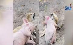 Harutan ng aso at baboy na tila best friends, kinaaliwan ng netizens 