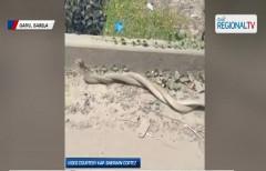 2 cobra na tila nagyayakapan, nakita sa gilid ng kalsada sa Isabela