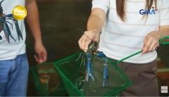 Hobby ni mister na pag-aalaga ng crayfish, pinagkakitaan na ngayon ni misis bilang negosyo