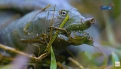 Invasive na Chinese softshell turtle, ligtas bang gawing ulam at pulutan?