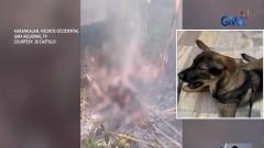 Alagang aso na nawawala, nakitang sinusunog ng kapitbahay sa Negros Occidental