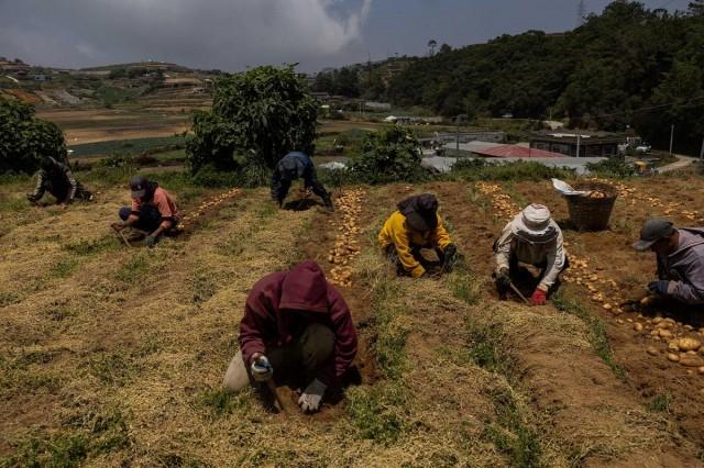 Farmers harvest potatoes at a farm in Atok, Benguet, Philippines, March 31, 2026. REUTERS/ Eloisa Lopez