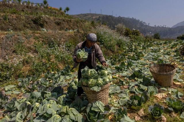A farmer harvests cabbages at a farm in Atok, Benguet, March 31, 2026. REUTERS/ Eloisa Lopez
