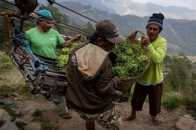 Farmers unload a basket of cabbages that was transported with a pulley from a farm in the mountains of Atok, Benguet, March 31, 2026. REUTERS/ Eloisa Lopez
