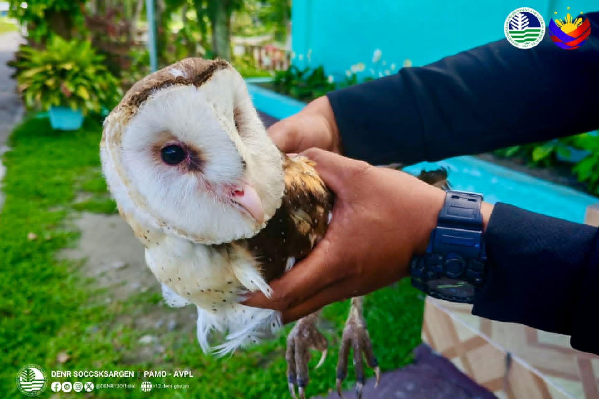 Injured owl rescued in Lake Sebu, South Cotabato