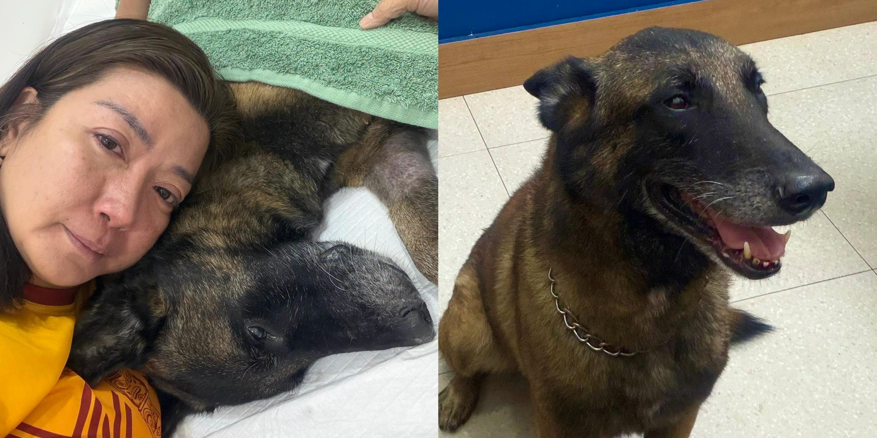 Kara David mourns passing of pet dog after kidney disease battle