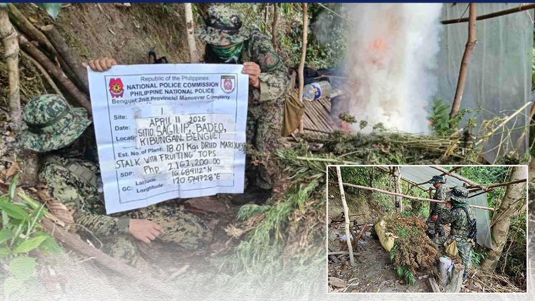 PNP: 1 nabbed, P22M in marijuana burned in week-long operations in Cordillera