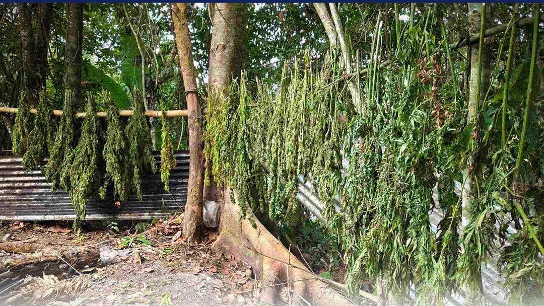 P27M in marijuana destroyed in week-long operations in Cordillera 