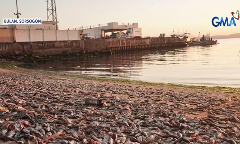 Tamban fish dumped in Bulan, Sorsogon beach due to low sales, demand