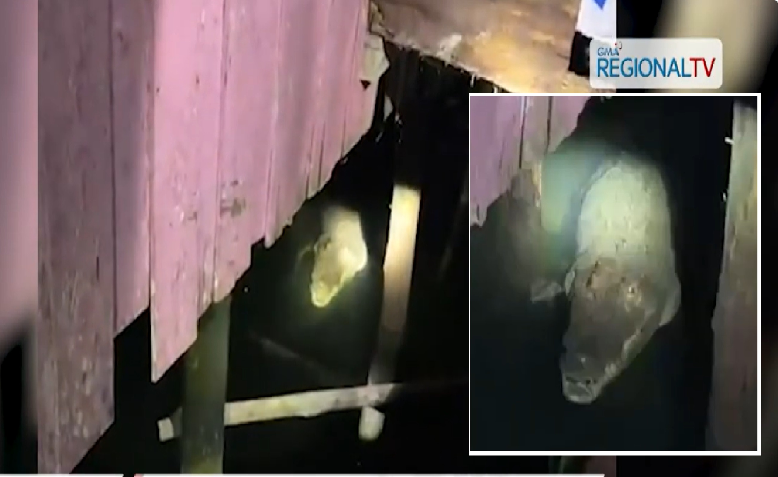 Mga residente, nabahala sa buwaya na nakita sa ilalim ng stilt house sa Tawi-Tawi