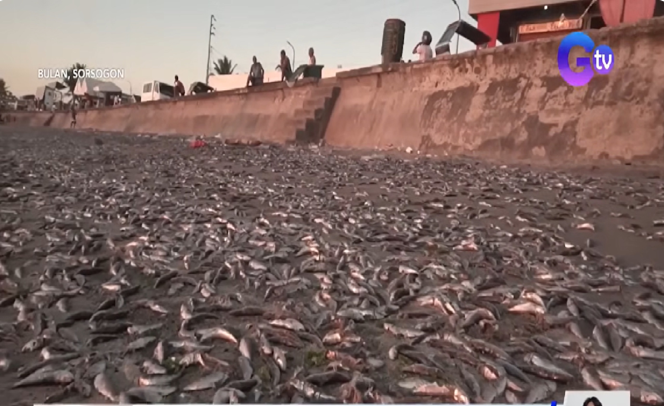 Mga isdang tamban, itinapon na lang sa Bulan, Sorsogon dahil sa oversupply umano