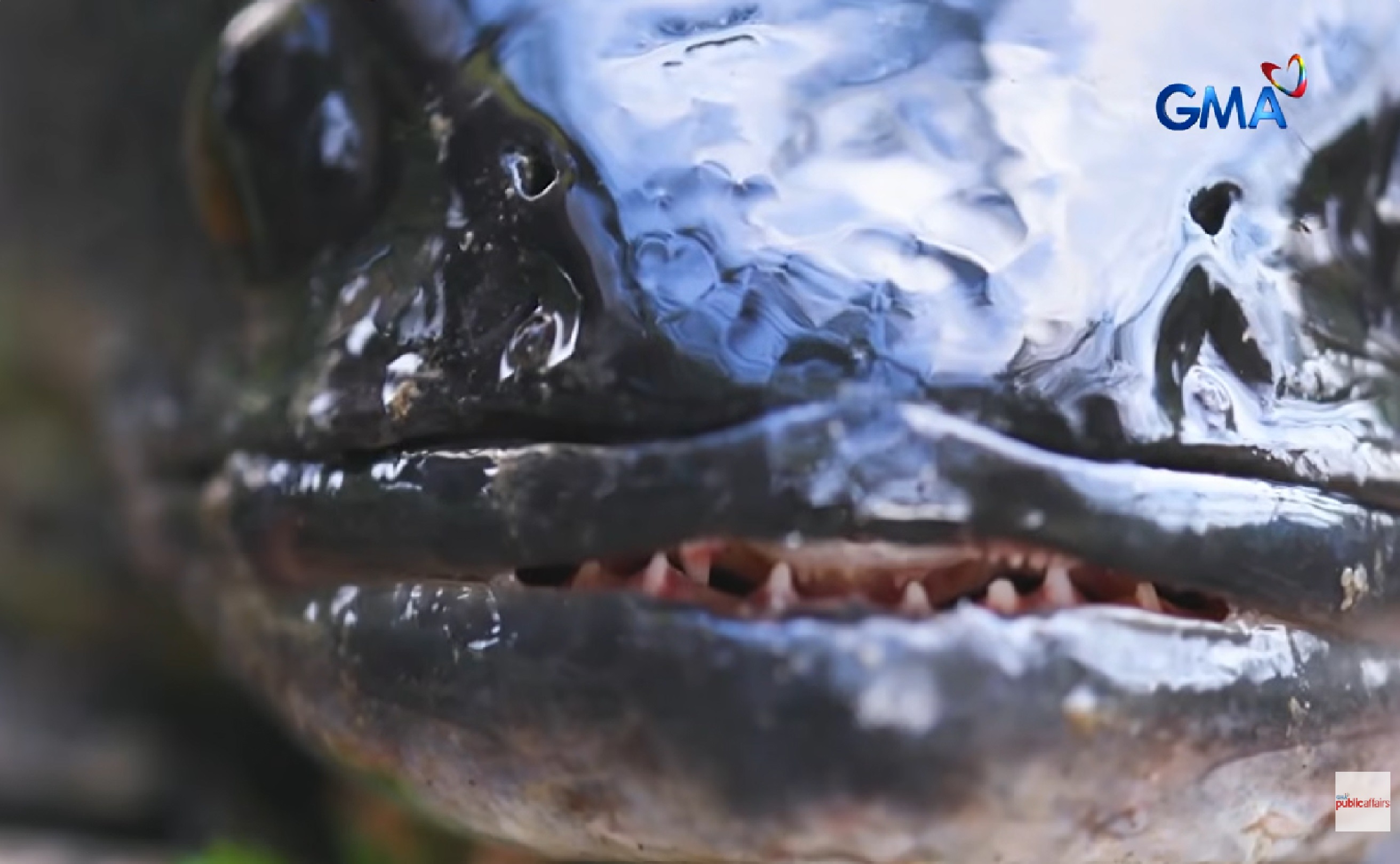 Isdang ‘Toman’ na kaya raw mabuhay nang 4 araw na wala sa tubig, itinuturing peste sa Bulacan