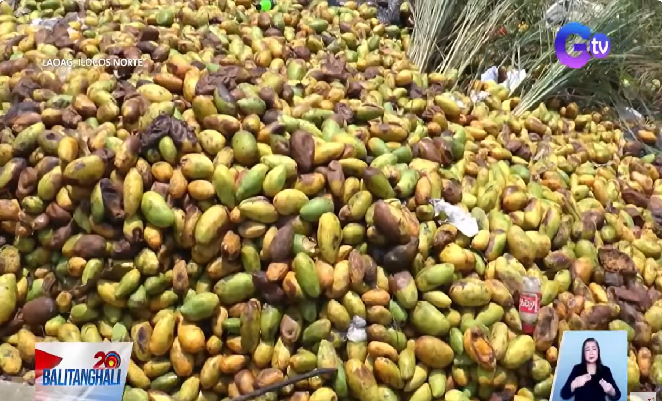 Tone-toneladang mangga na hindi maibiyahe, nabulok kaya itinapon na lang