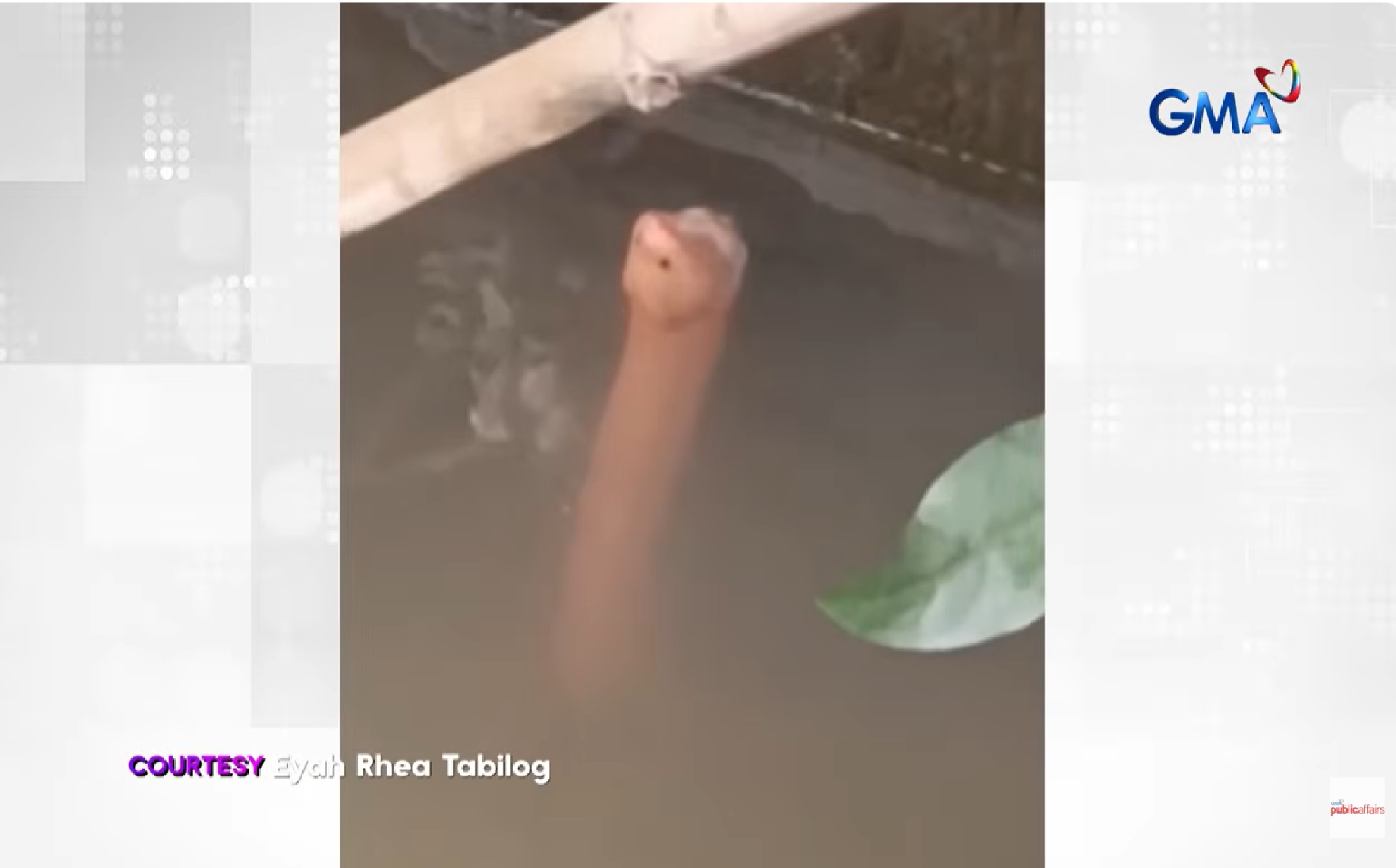 Misteryosong hayop sa tubig, lumitaw sa isang kanal sa Meycauayan, Bulacan